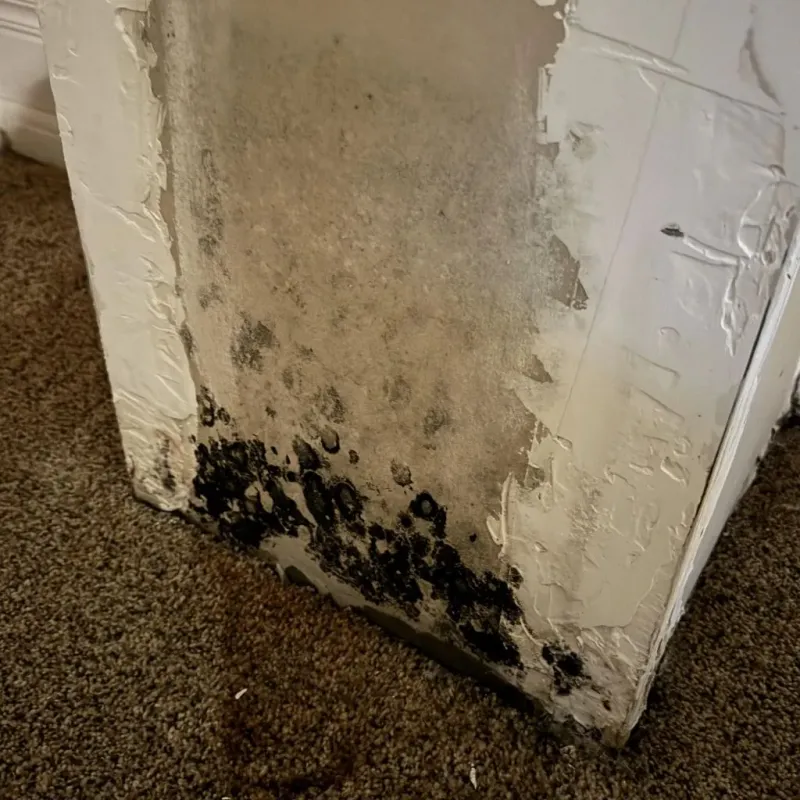 Professional Mold Removal in Roswell, GA